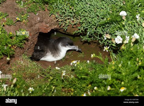 Species Atlantic Shearwater Hi Res Stock Photography And Images Alamy
