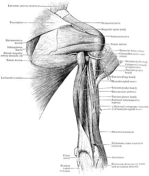 Broadly considered, human muscle—like the muscles of all vertebrates—is often divided into striated muscle, smooth. Back View of Shoulder Muscles | ClipArt ETC