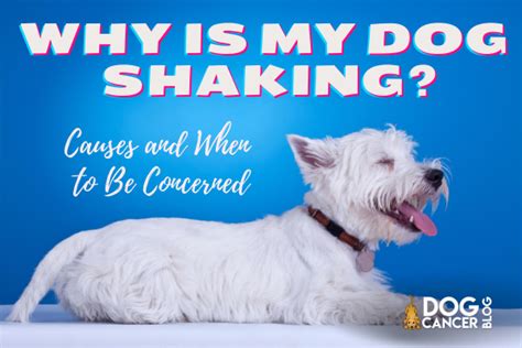 Why Is My Dog Trembling And Shaking Dog Cancer Blog
