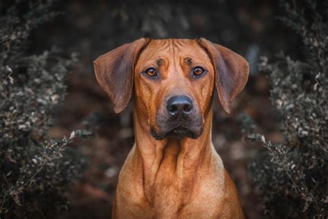 Rhodesian Ridgeback Hybrids Say Hello To The New Designer Dogs The