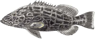 Fish Identification Black Grouper Mycteroperca Bonaci