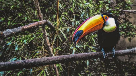 Toco Toucan Interesting Facts Habitat Diet And Complete Species Guide