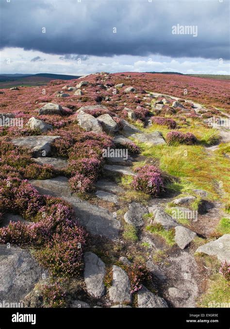 Heather Moors Hi Res Stock Photography And Images Alamy