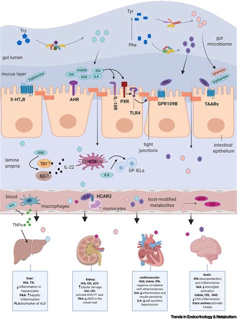 Gut Microbial Metabolites Of Aromatic Amino Acids As Signals In Host