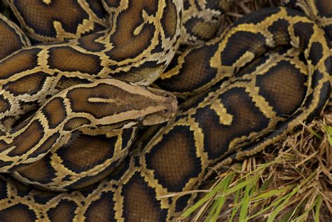 Hybrid Super Snakes Roam Florida Everglades