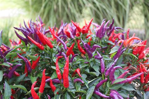 6 Ornamental Pepper Plants To Grow This Year - Old World Garden Farms