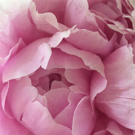 Zsazsa Bellagio Like No Other Beautiful Flowers Pink Bellagio