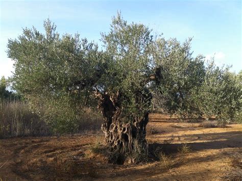 One Mans Mission To Protect Greeces Ancient Olive Trees