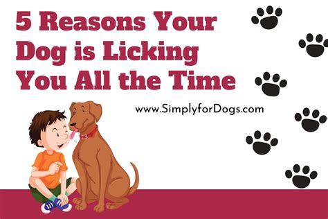 5 Reasons Your Dog Is Licking You All The Time Good Or Bad