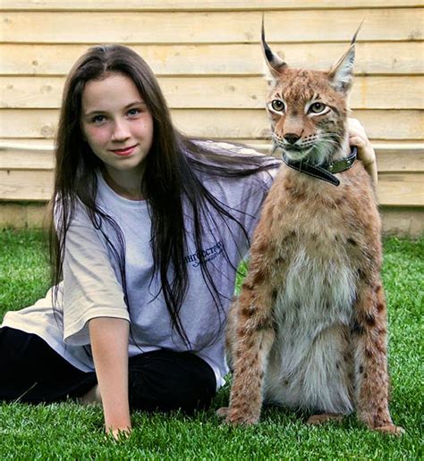 Lynx Cat Pictures Eurasian Canada Iberian And The Bobcat