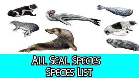 All Seal Species Species List Youtube