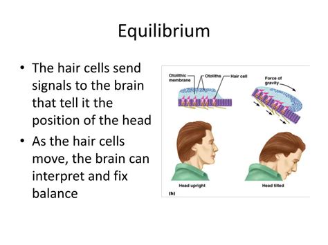 Ppt Senses Hearing And Equilibrium Powerpoint Presentation Free