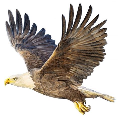 Bald Eagle Flying Hand Draw And Paint On Free Vector Freepik