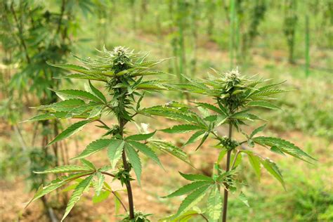 American Arrested Over 20-Acre Cannabis Plantation in Myanmar - The New ...