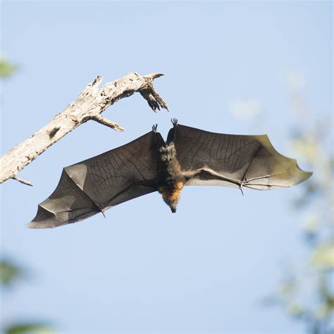 Pteropus Poliocephalus Grey Headed Flying Fox
