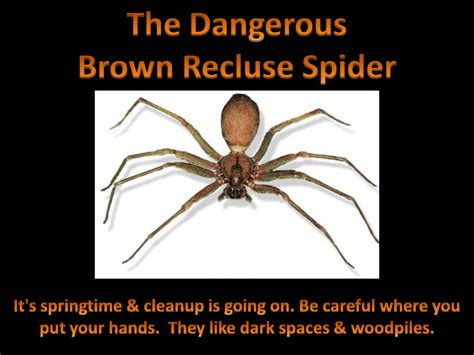 Pictures Of Brown Recluse Spider Bites The Dangerous Brown Recluse