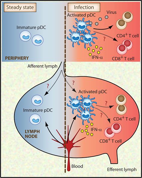 Antigen Presentation Properties Of Plasmacytoid Dendritic Cells Immunity