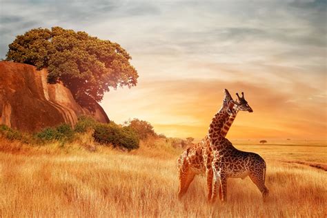 Beautiful Giraffes Landscape Sunset African Travel Farenexus