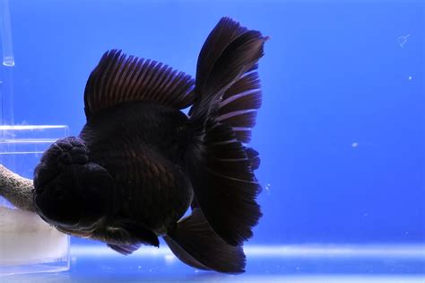 Blacker-than-black Oranda | Goldfish, Fantail goldfish, Fish pet