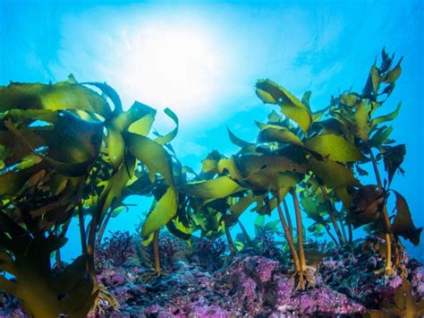 Beauty Benefits Of Seaweed The Portugal News