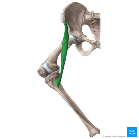 Sartorius Muscle Anatomy Attachments Function Kenhub