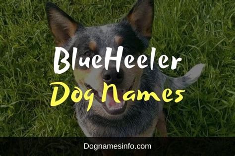 250 Blue Heeler Names For Perfect Australian Cattle Dog