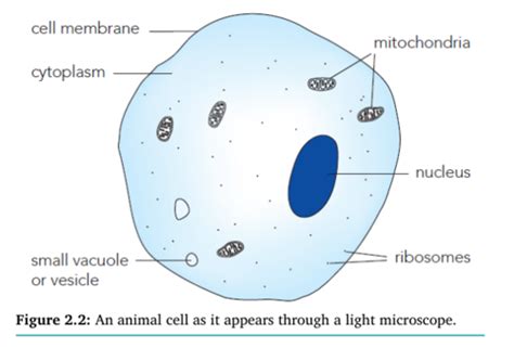 Animal Cells Under A Light Microscope