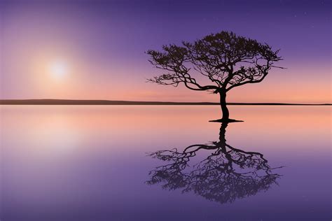 Sunset Tree Lake Calm Relaxing By Artapixel Free Photos And Images
