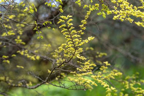 Lacebark Elm Trees Care And Growing Guide