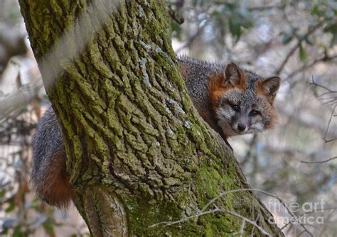 Grey Fox In A Tree Photograph By Kathy Baccari