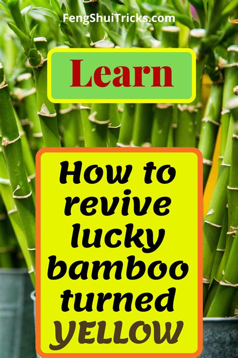 When your boxwood isn?t looking so great, with foliage turning yellow or brown, you need to take action. How To Care Lucky Bamboo Turning Yellow- 2020 Guide in ...