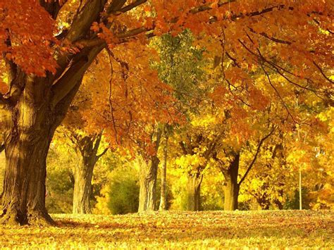 Scenery Images Beautiful Autumn Scenery Images