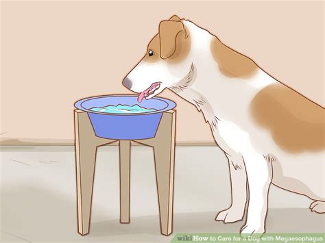 Congenital megaesophagus is rare but has been documented in the siamese cat. 3 Ways to Care for a Dog with Megaesophagus - wikiHow