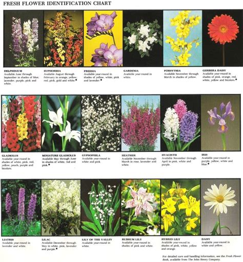 So how do you choose the best plant identification app from so many plant identifiers? Fresh flower identification chart - 2 | Flower ...