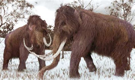 Why Were So Fixated On Bringing Back The Woolly Mammoth