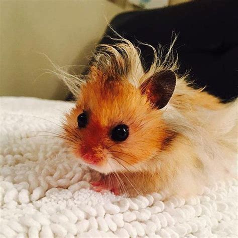 Baby Hamster And Yes Its Real Take A Look At Pink Little Feet Sweet