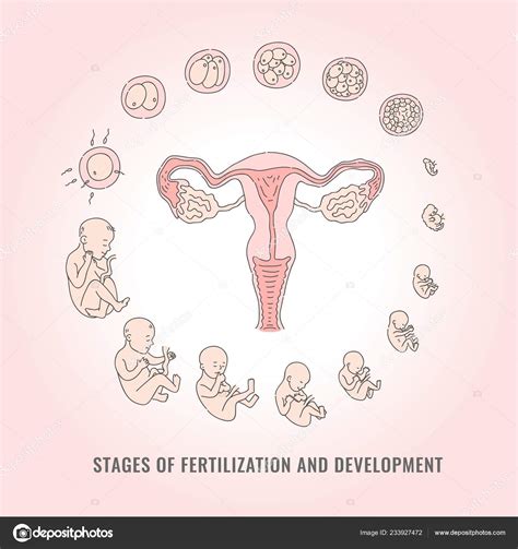 Infograf A De Las Etapas Del Embarazo Con Proceso De Fecundaci N Y