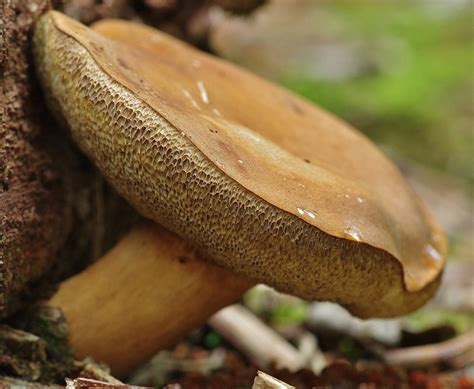 Bysing Wood Fungus Chestnut Bolete Gyroporus Castaneus Flickr