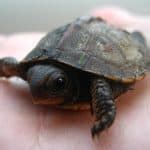 These types of turtles are very easy to maintain. Turtle Basking Light Guide for Absolute Beginners - The ...