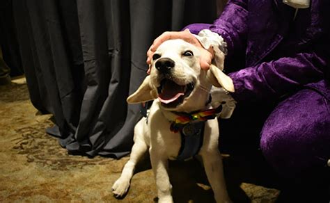 Nashville Humane Associations ‘dinner With Your Dog Raises Money For