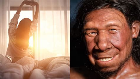 Neanderthal Dna Unveils Genetic Secrets Behind Early Riser Traits
