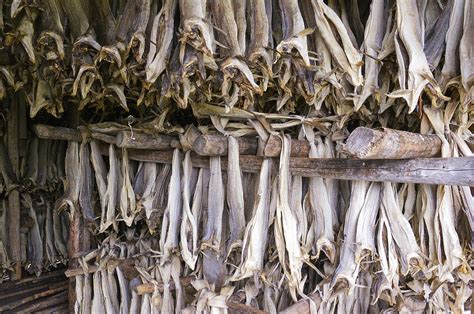 Stockfish Norway Photograph By Dr Juerg Alean
