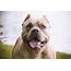 Picture Perfect Pit Bulls  Cesars Way