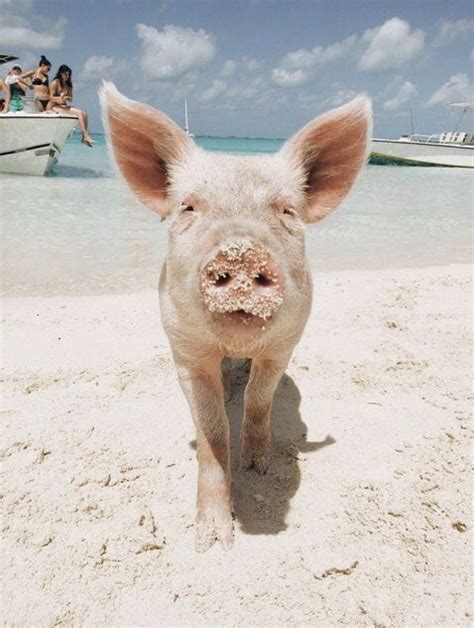 Pin By Nikki Jansen On Aesthetic Muur Pig Beach Cute Baby Pigs