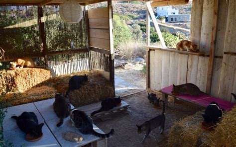 Greek Cat Sanctuary Overwhelmed With Emails After Advertising Paid