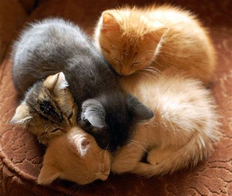 Cute Foster Kittens Pile Up Sleeping Kitties Pinterest