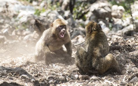 Barbary Macaques Who Fight Featuring Monkey Fighting And Monkeys