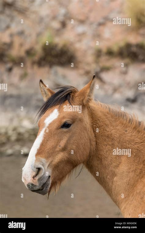 Wild Horse Portrait Stock Photo Alamy