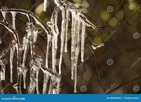 Icicles On Tree Branch Closeup With Blurred Background Stock Photo