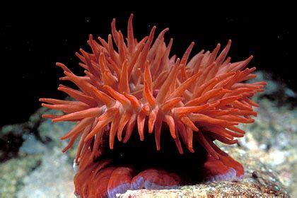 Anémone de mer Actinie Sea Flowers Deep Sea Creatures Reef Aquarium